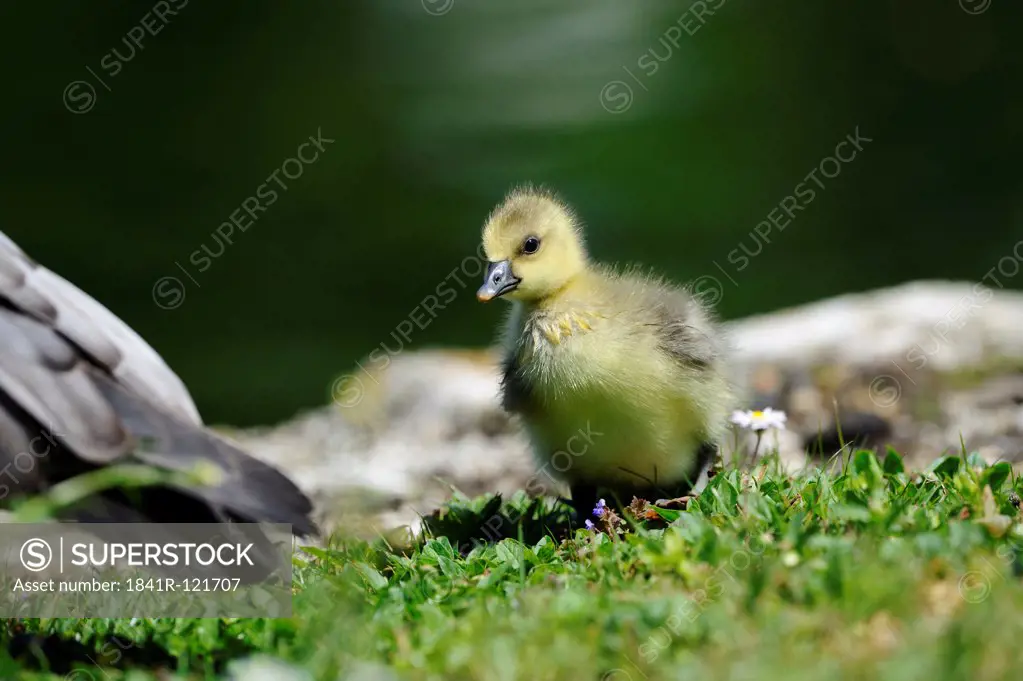 Greylag Goose (Anser anser) and gosling in grass