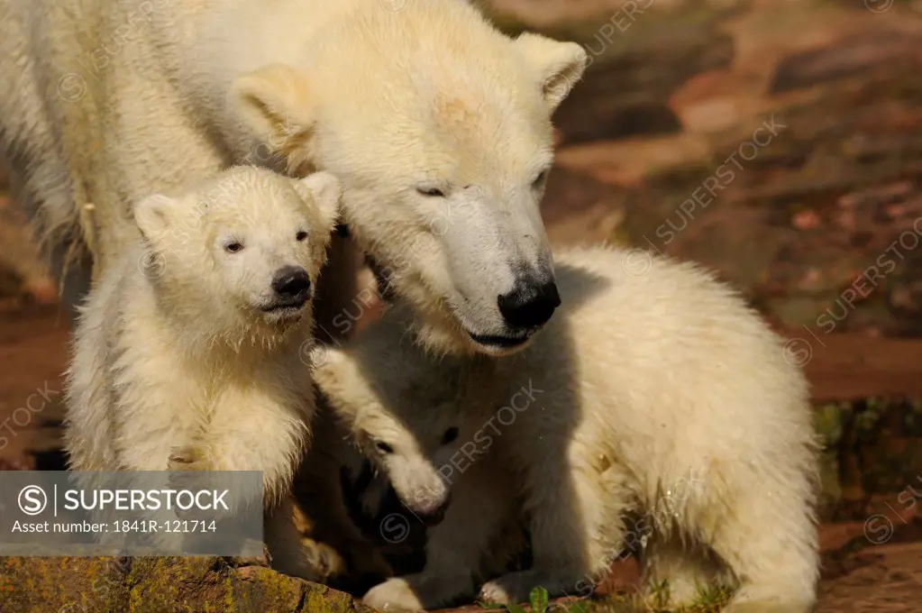 Polar bears (Ursus maritimus), mother with youngs