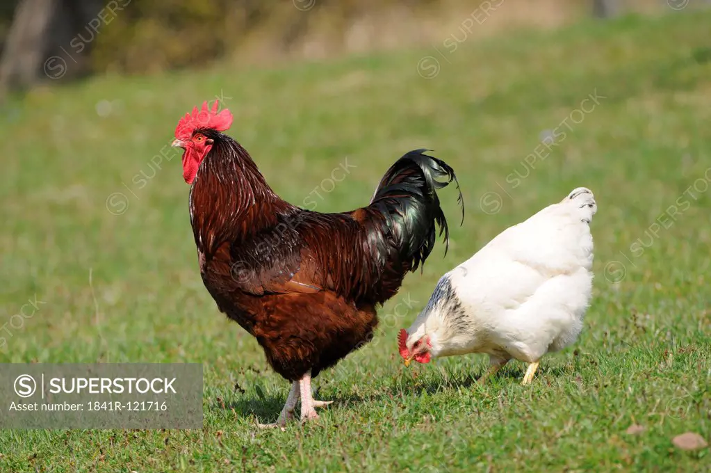 Rooster and hen in grass