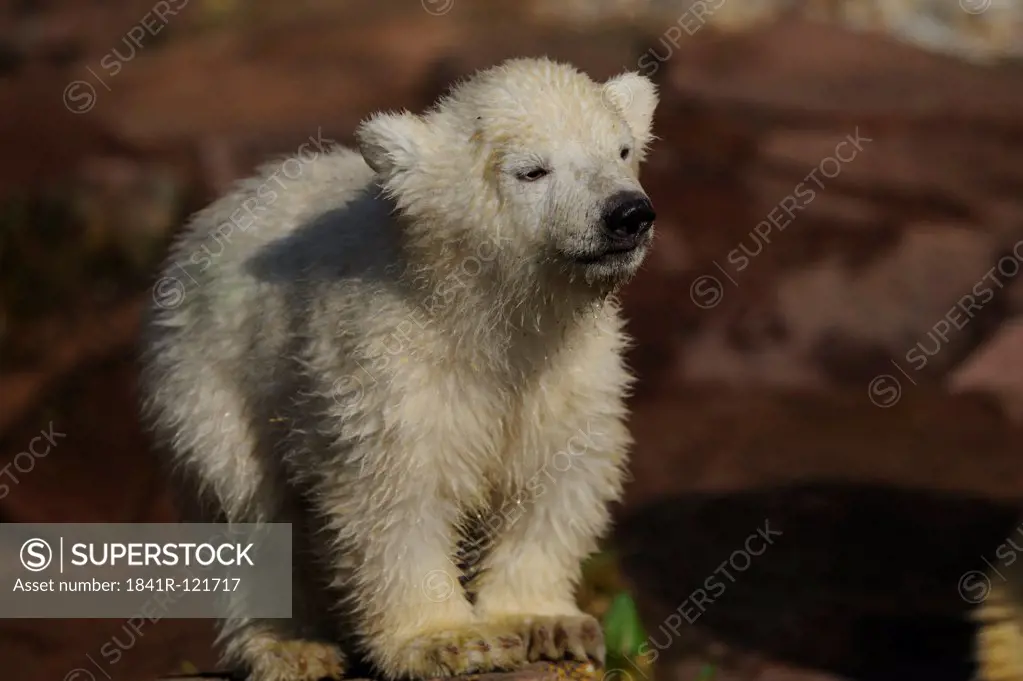 Young Polar bear (Ursus maritimus) standing