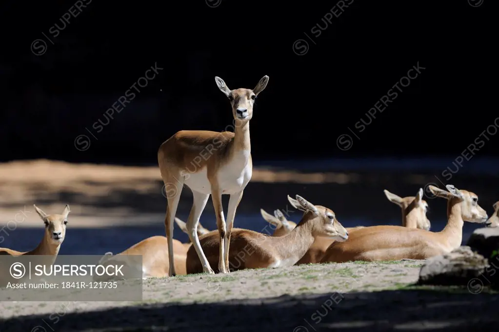 Group of Blackbucks (Antilope cervicapra)