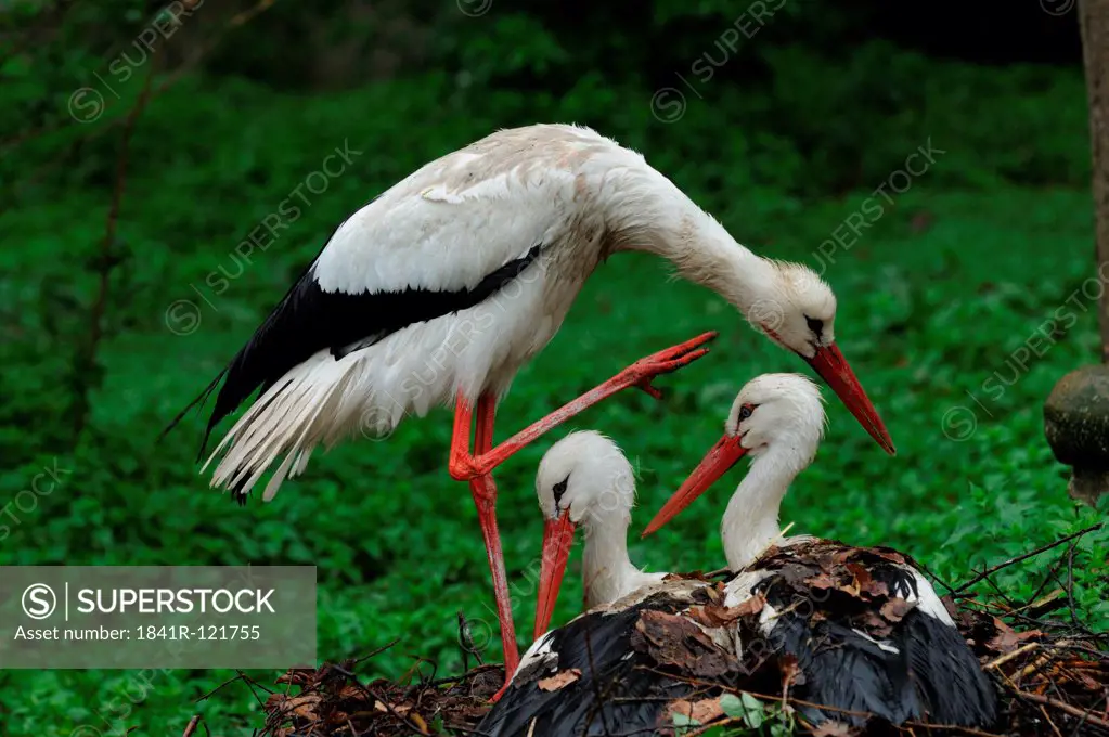 White Storks (Ciconia ciconia) in nest