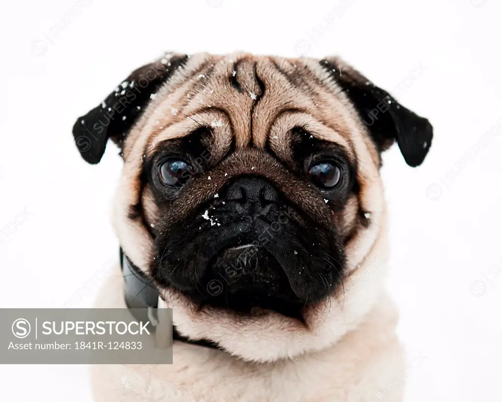 Male pug dog surrounded by snowflakes, portrait