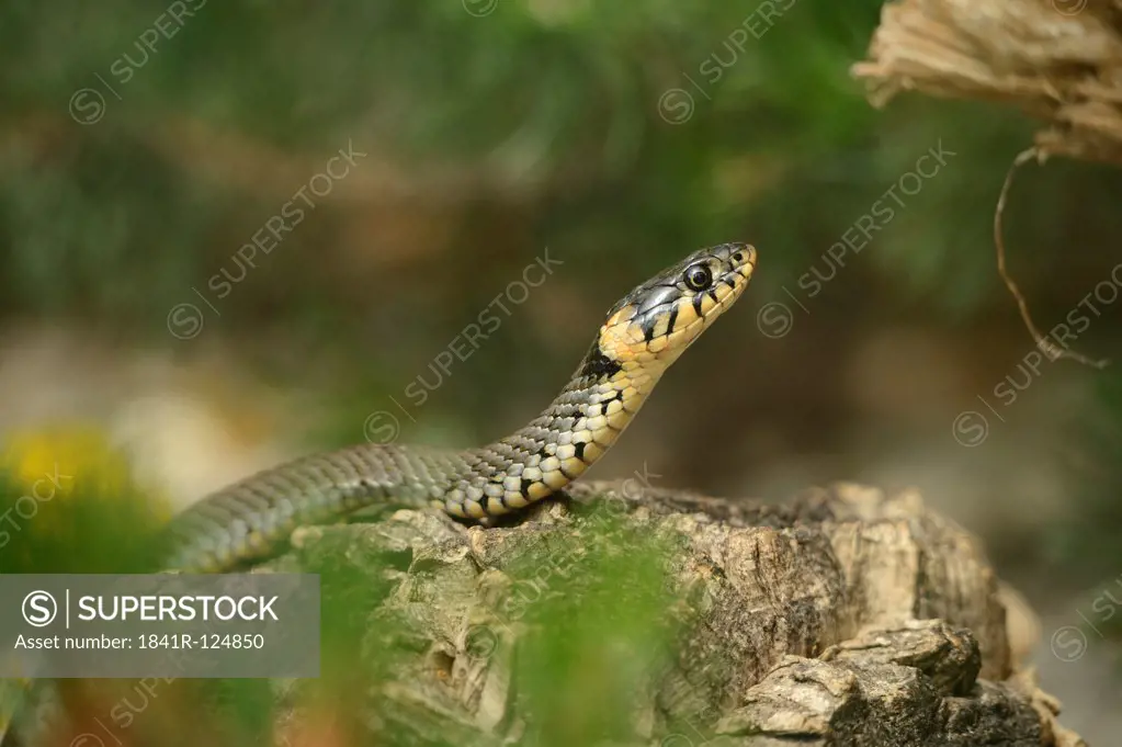 Ring snake, Natrix natrix, Zoo, Augsburg, Bavaria, Germany, Europe