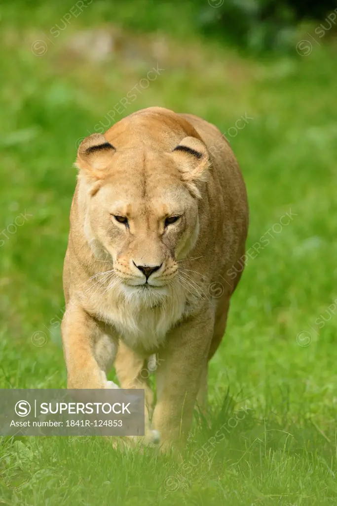 Female lion, Panthera leo, Zoo, Augsburg, Bavaria, Germany, Europe