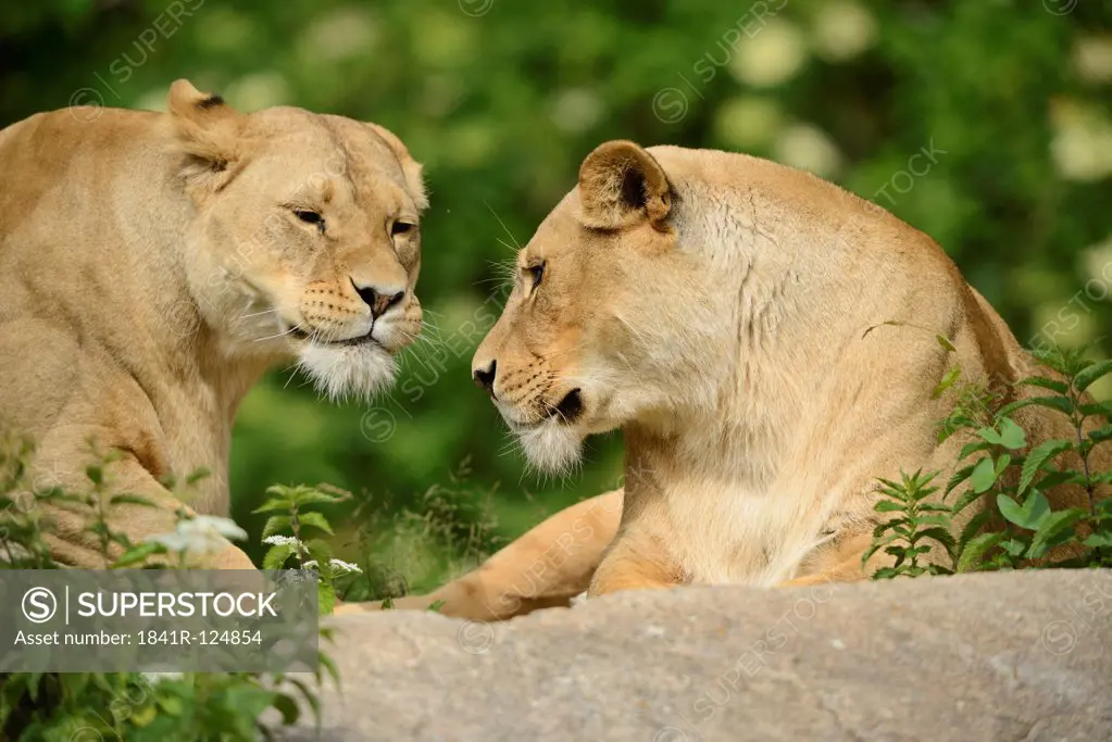 Two female lions, Panthera leo, Zoo, Augsburg, Bavaria, Germany, Europe