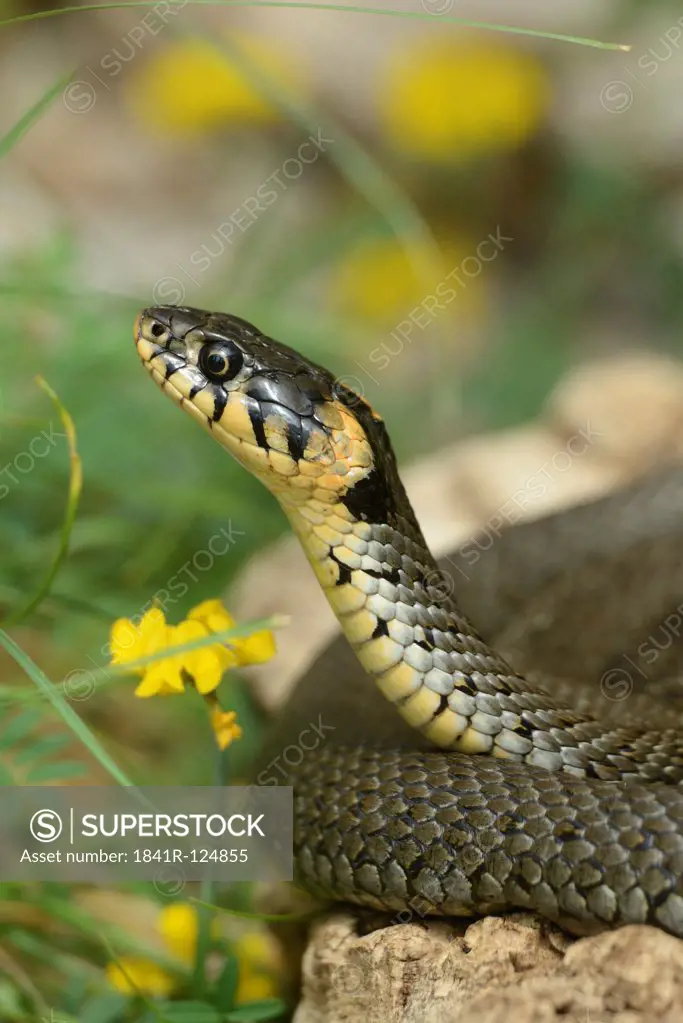 Ring snake, Natrix natrix, Zoo, Augsburg, Bavaria, Germany, Europe