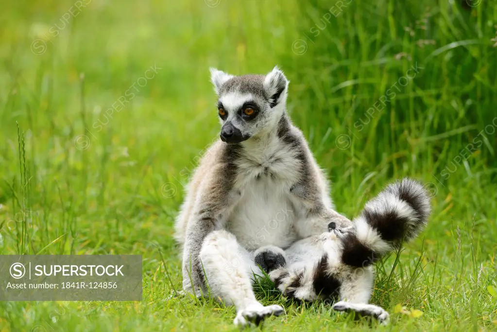 Ring-tailed lemur, Lemur catta, Zoo, Augsburg, Bavaria, Germany, Europe