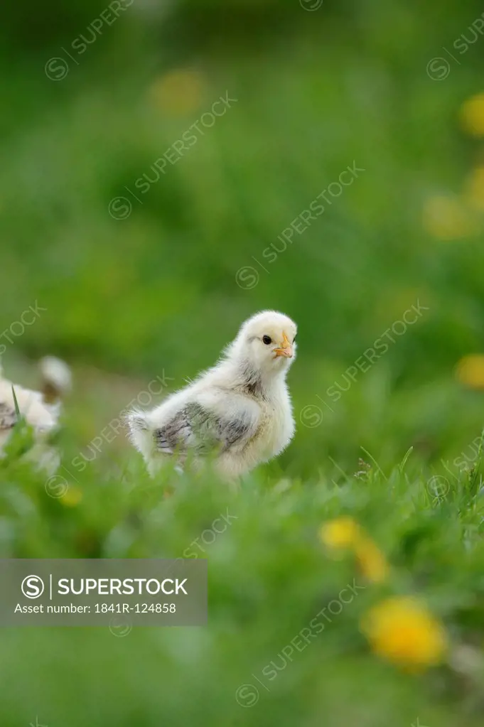 Chicken, Gallus gallus domesticus