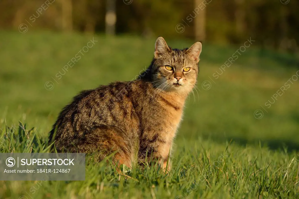 Cat, Felis silvestris catus