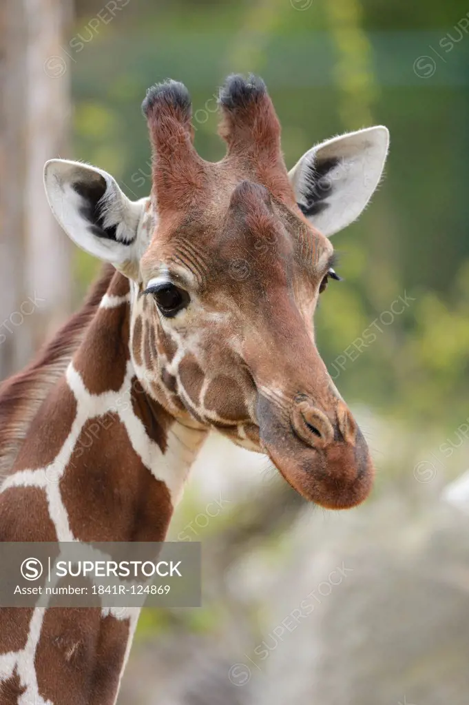 Reticulated giraffe, Giraffa camelopardalis reticulata, Africa