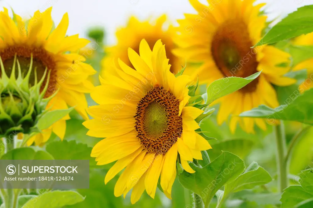 Sunflower field, Helianthus annuus, Franconia, Bavaria, Germany, Europe
