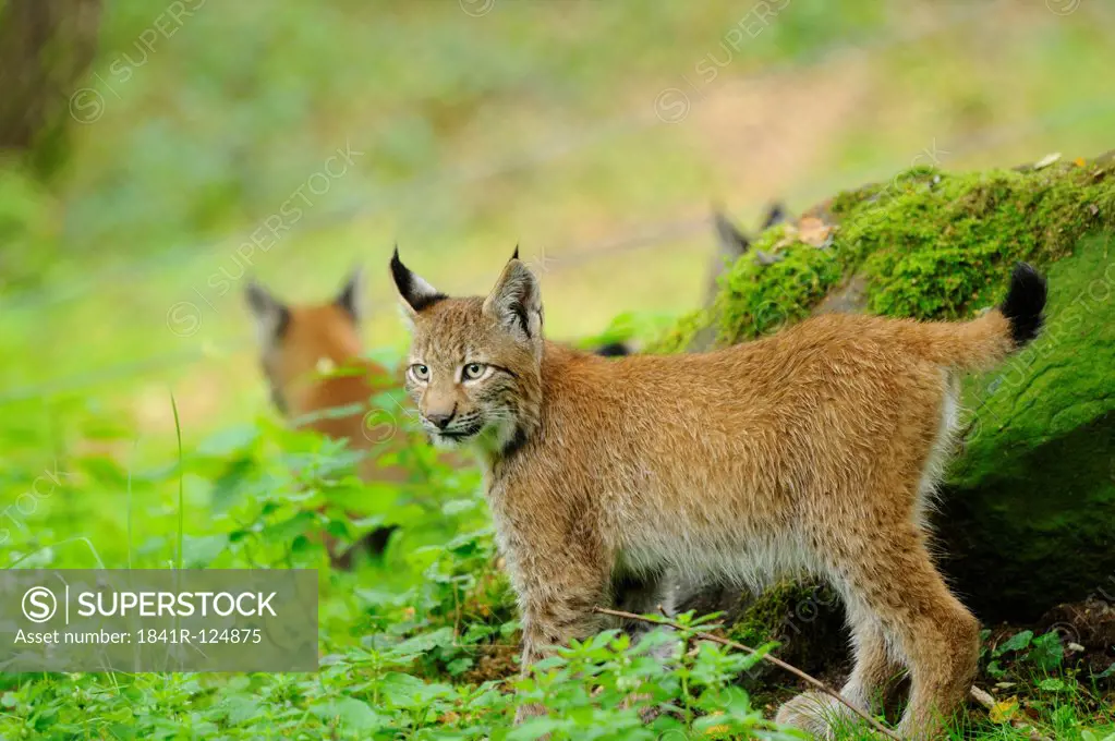 Lynx, Lynx lynx, Wildpark alte Fasanerie, Hanau, Hesse, Germany, Europe