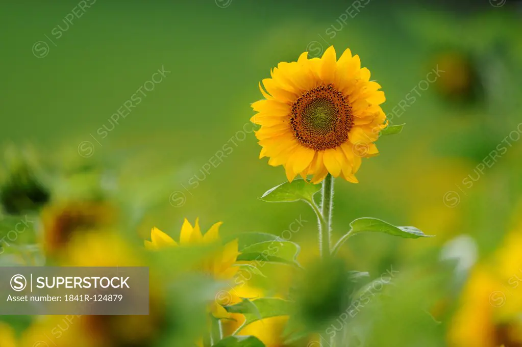 Sunflower field, Helianthus annuus, Franconia, Bavaria, Germany, Europe