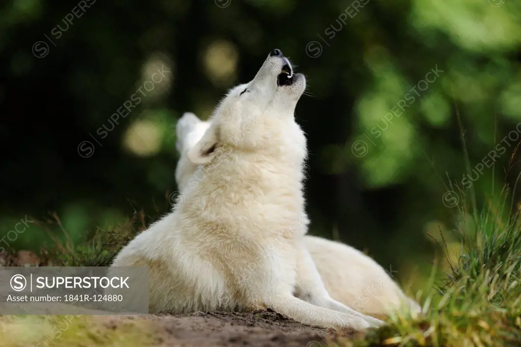 Arctic wolf, Canis lupus arctos, Wildpark alte Fasanerie, Hanau, Hesse, Germany, Europe