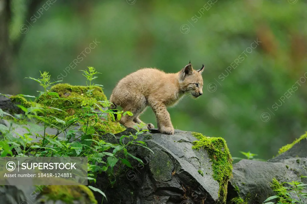 Lynx, lynx lynx, Wildpark alte Fasanerie Hanau, Hesse, Germany, Europe
