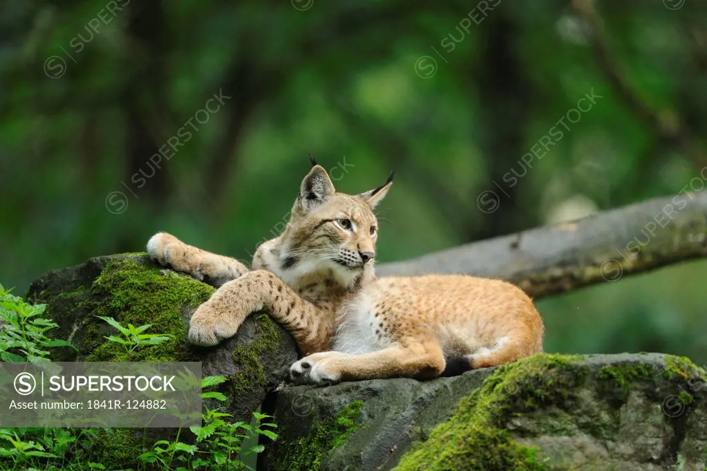 Lynx, lynx lynx, Wildpark alte Fasanerie Hanau, Hesse, Germany, Europe