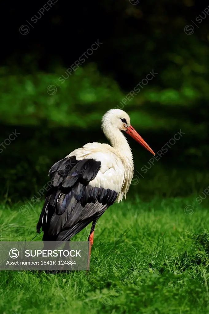 White stork, Ciconia ciconia, Bavaria, Germany, Europe