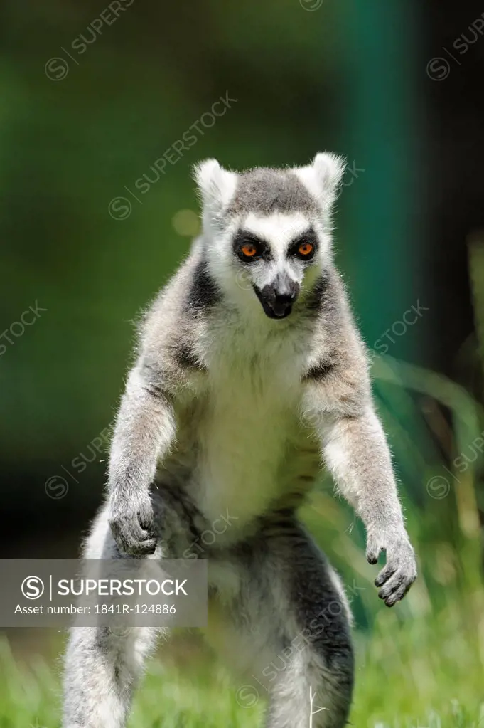 Ring-tailed lemur, Lemur catta, Zoo, Augsburg, Bavaria, Germany, Europe