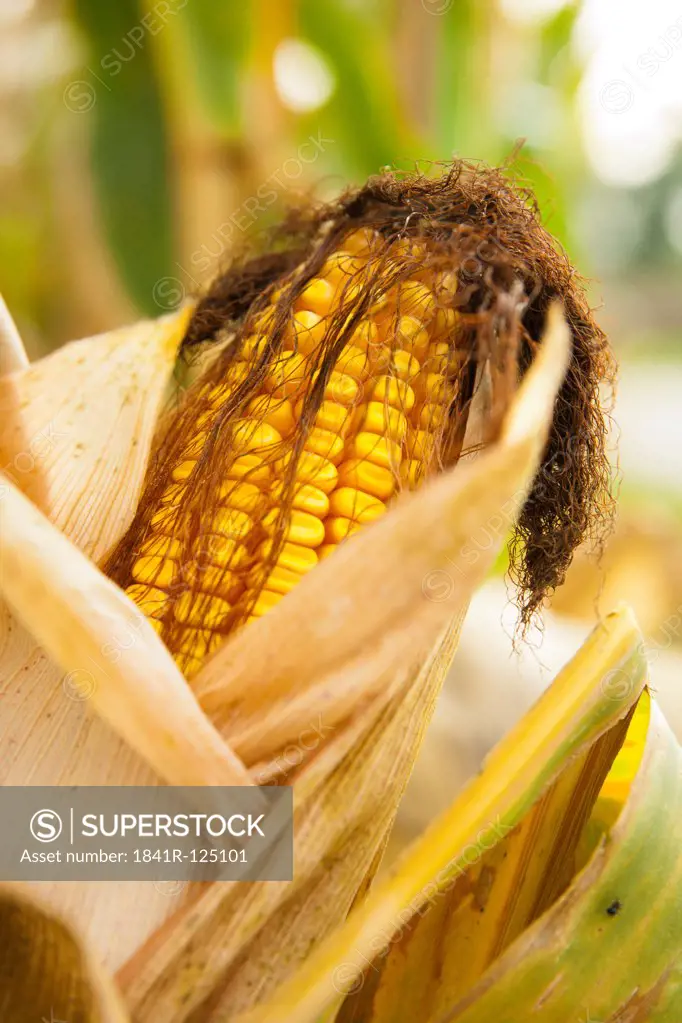 Maize on a maize field