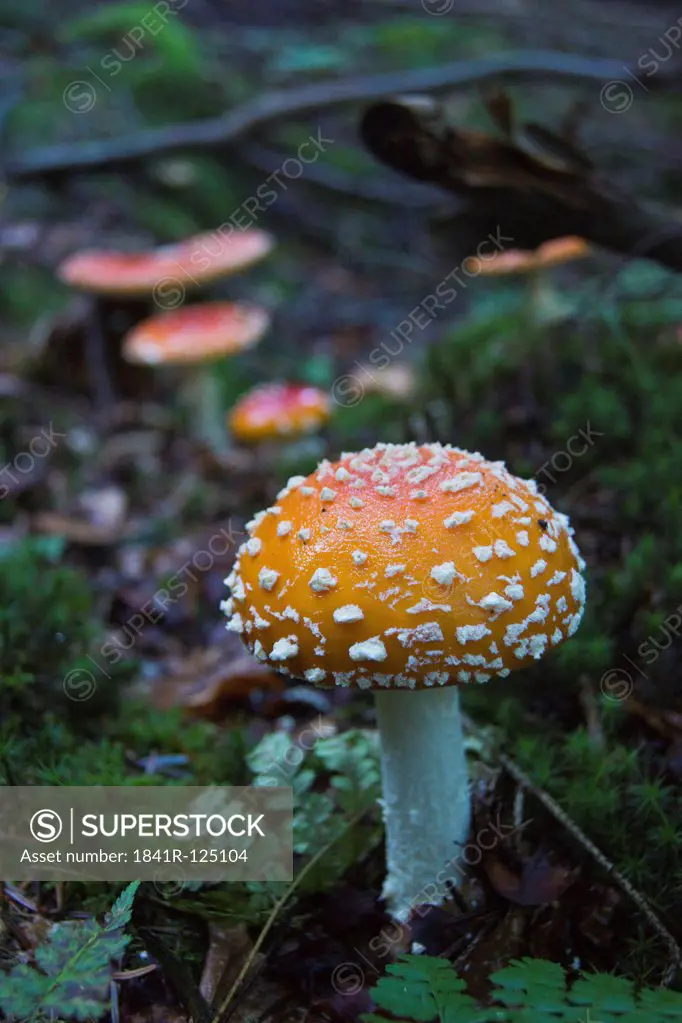 Fly agaric Amanita muscaria, on a forest floor