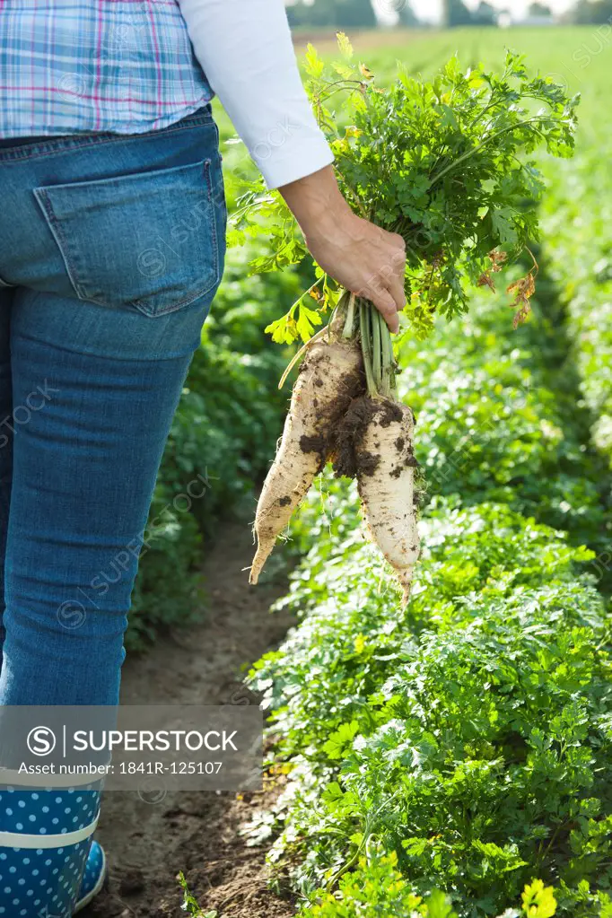 Woman harvesting radish