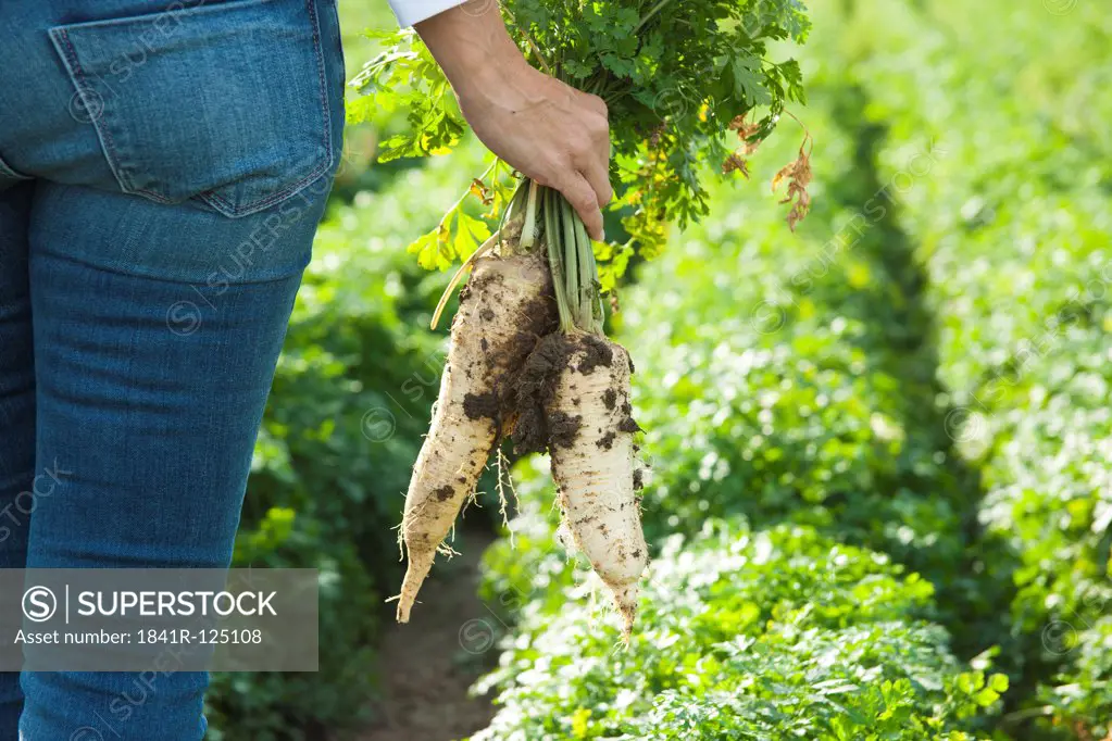 Woman harvesting radish