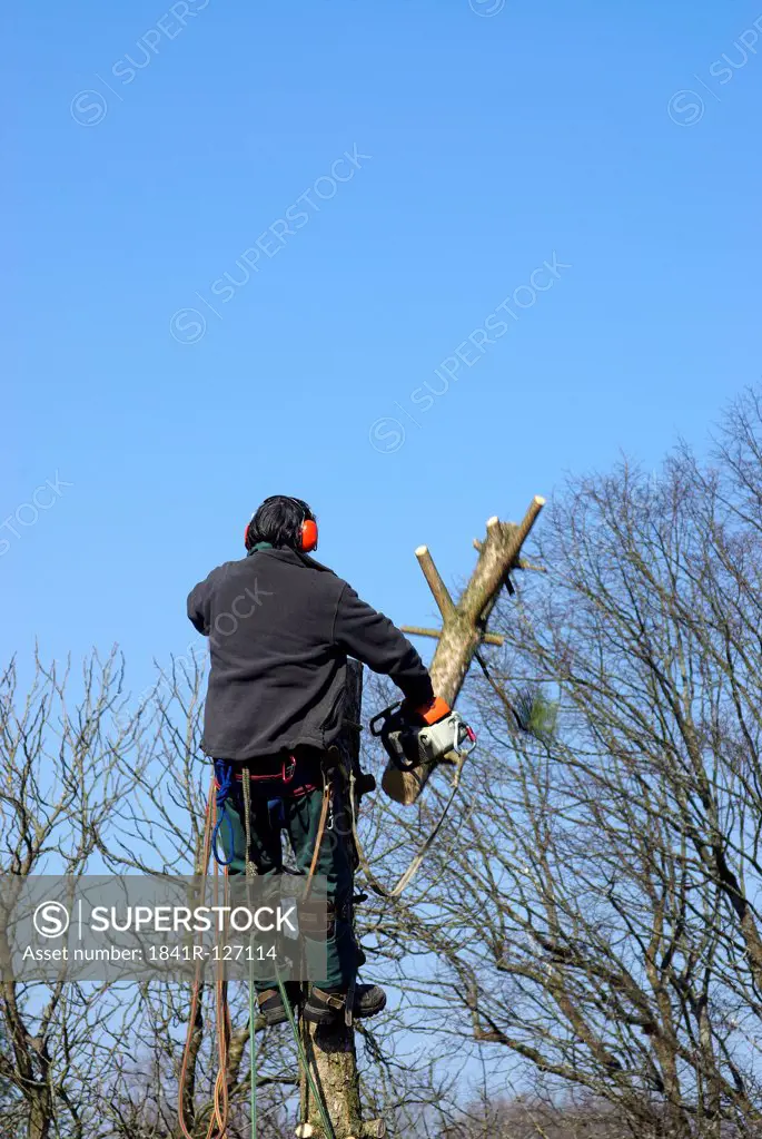Lumberjack with chainsaw on tree