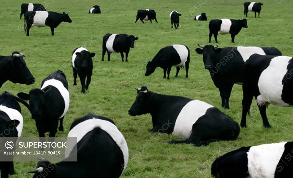 Herd of cows in field