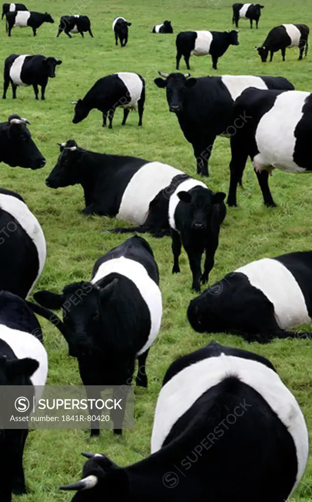 Herd of cows in field