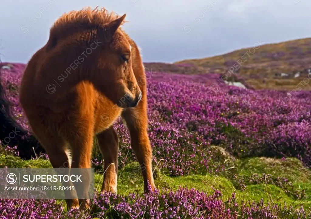 Horse standing on landscape