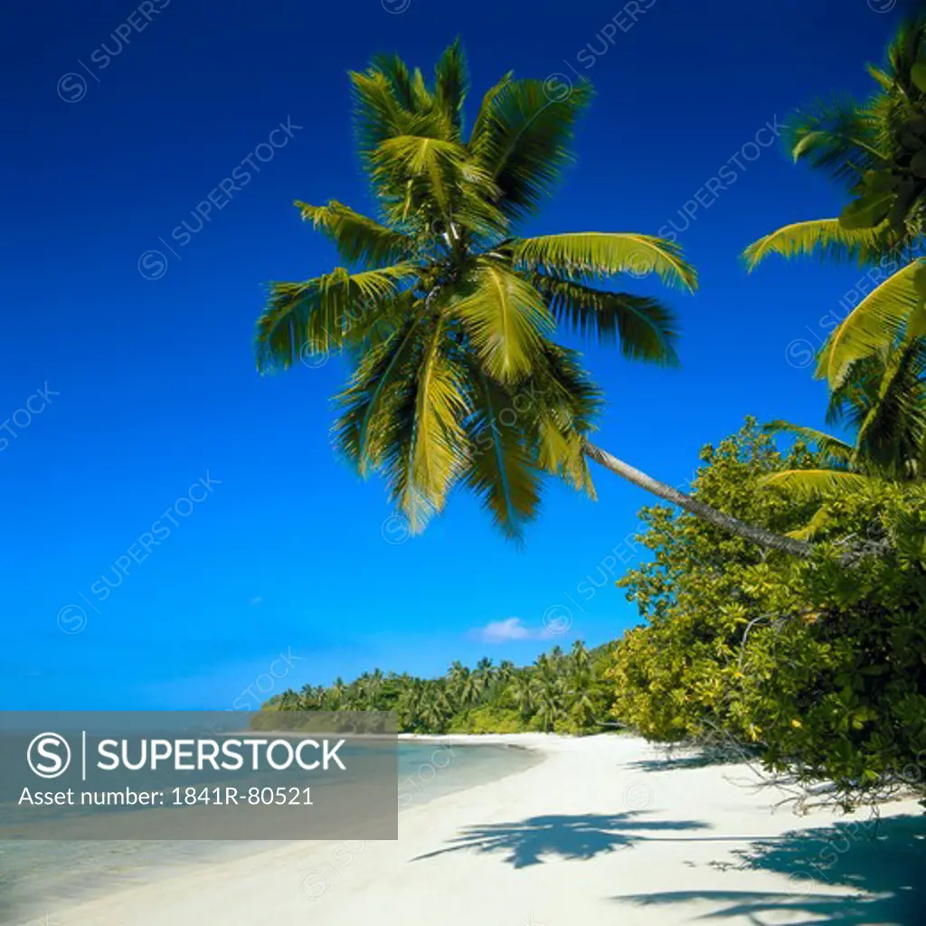 Palm trees on beach, Maldives