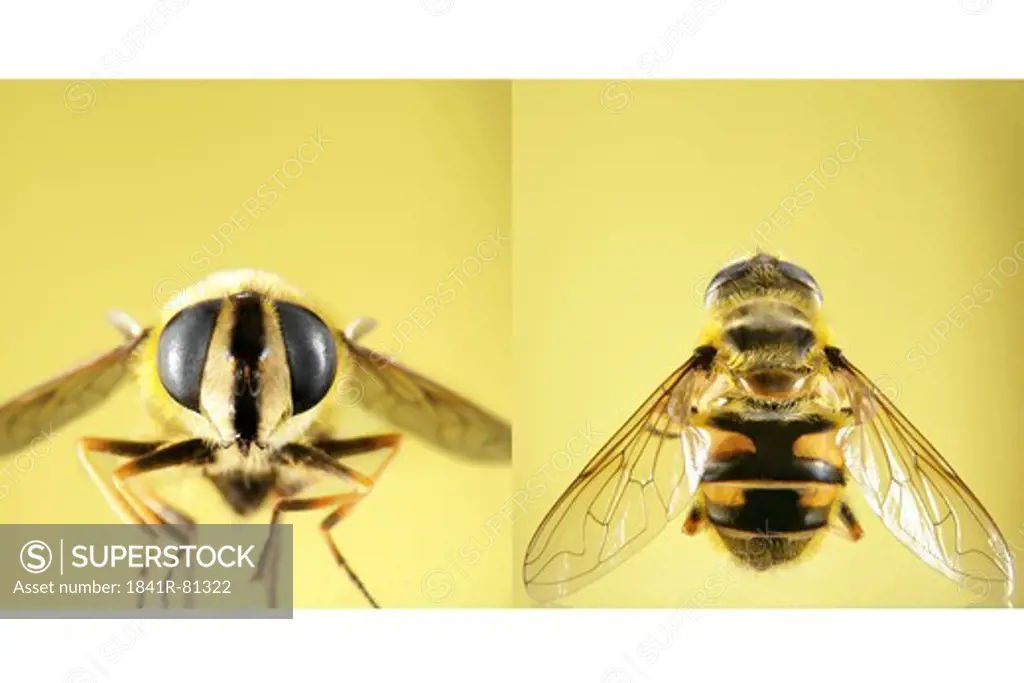 Detailed front and top view of wasp