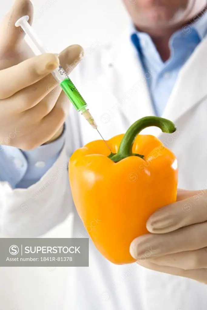 Scientist injecting yellow bell pepper