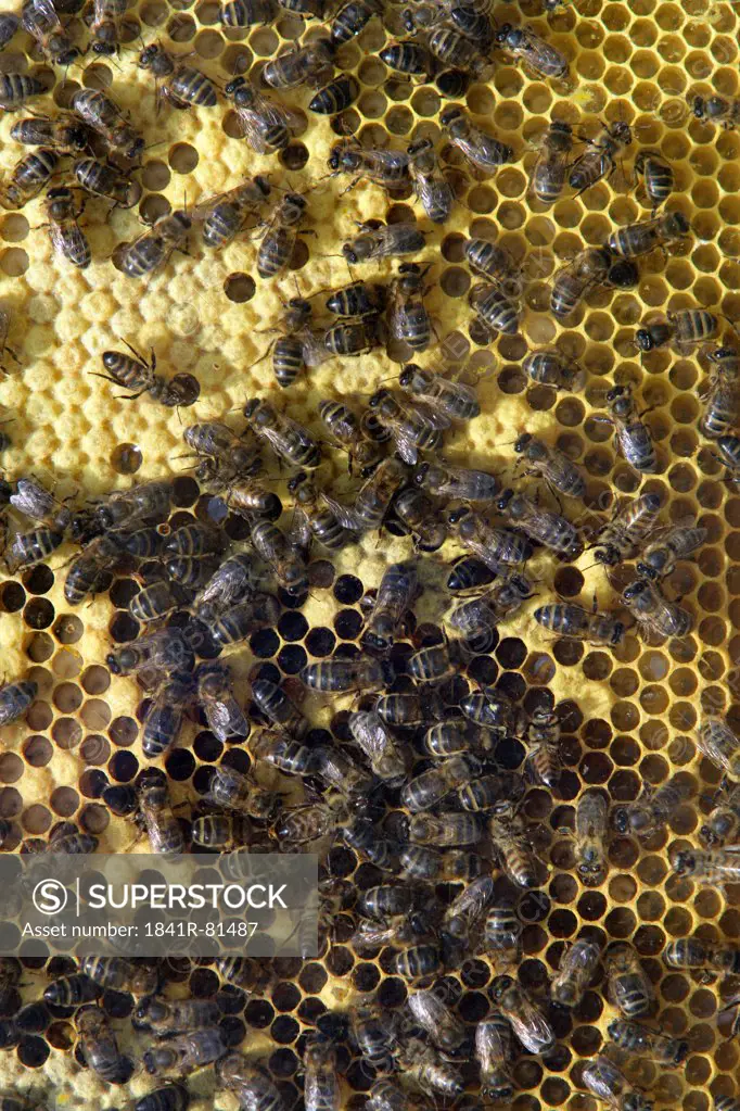 Close-up of honeybees on comb