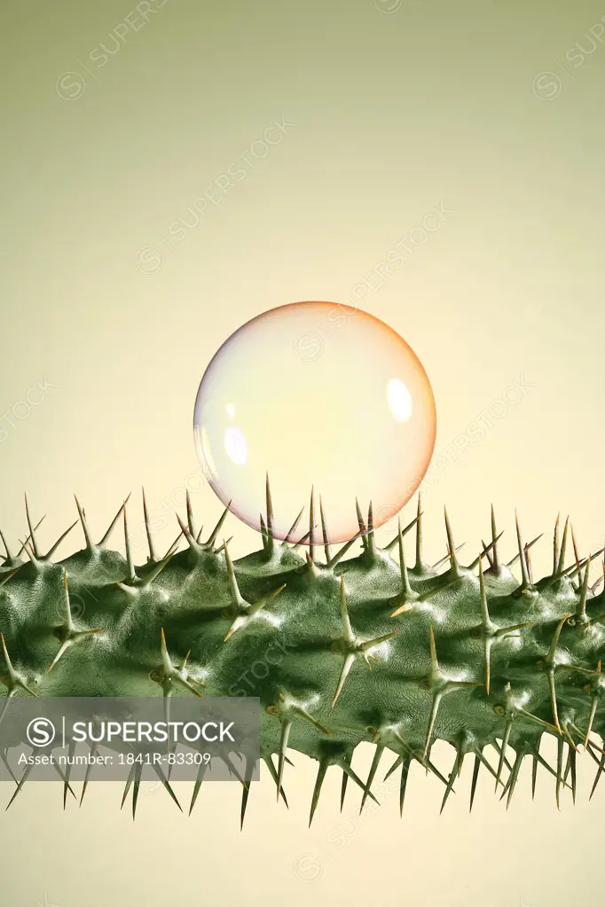 Soup bubble on a cactus, close-up