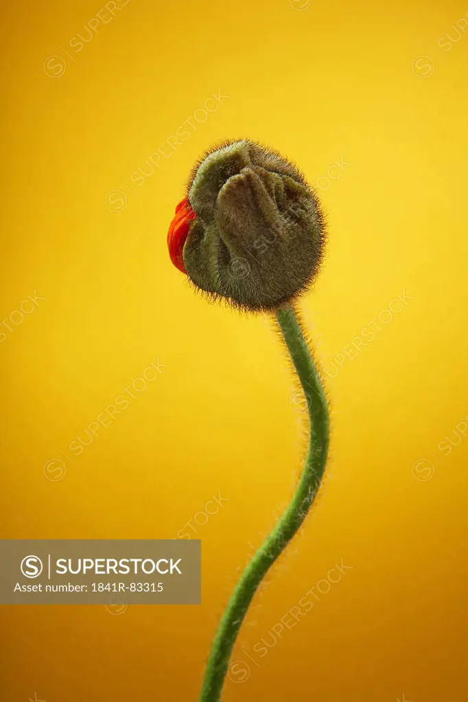 Poppy bud (Papaver rhoeas) against yellow background, close-up