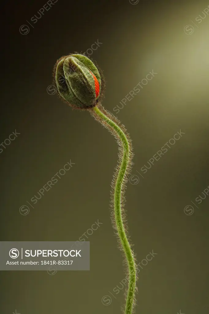 Poppy bud (Papaver rhoeas) against green background, close-up