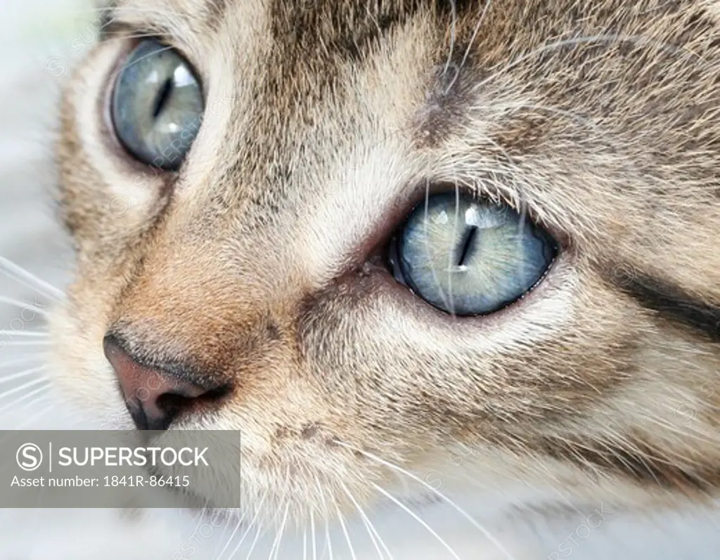 Close-up of kitten's face