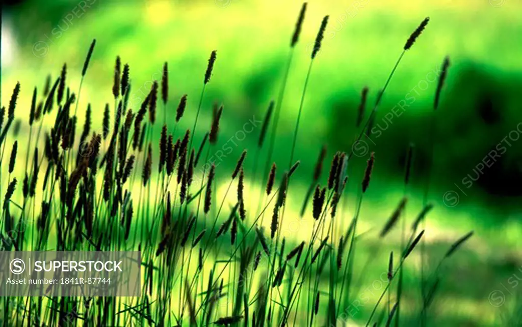 Close-up of reeds
