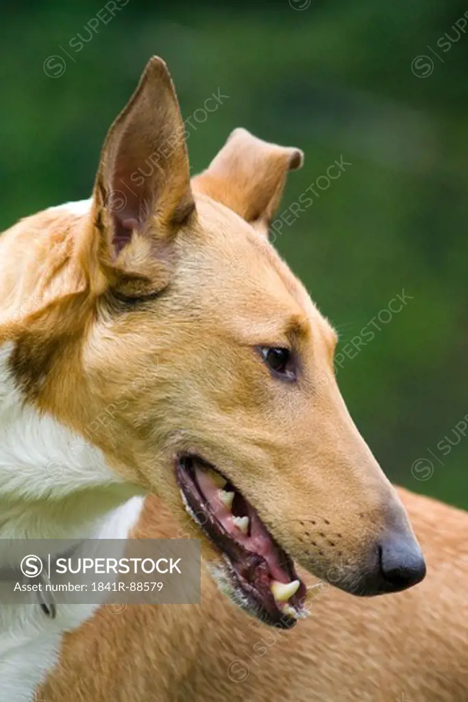 Close-up of dog panting