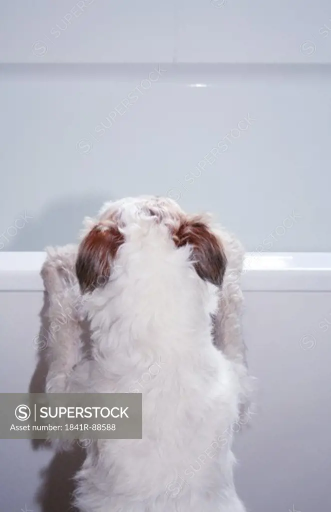 Rear view of dog leaning against wall