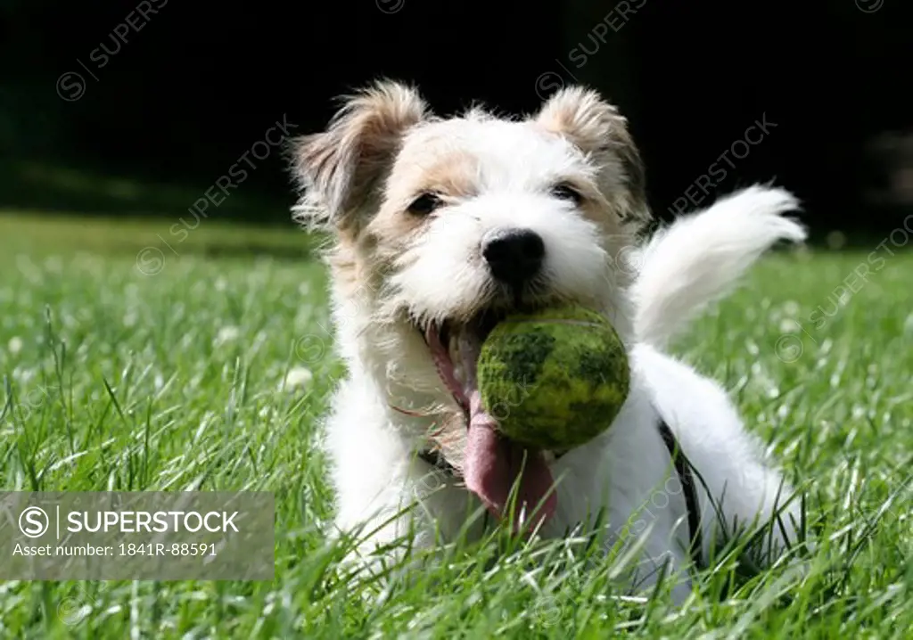 Close-up of dog playing with ball in field