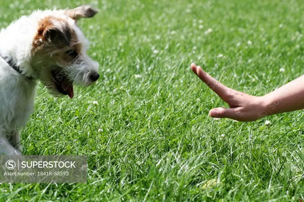 Close-up of dog looking at person's hand