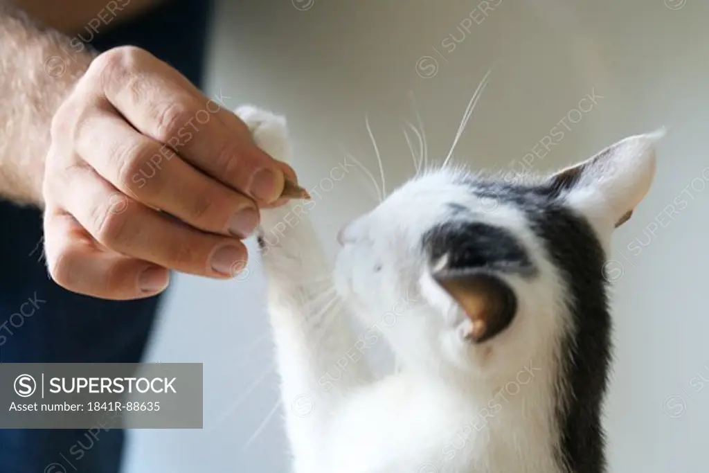 Man feeding cat