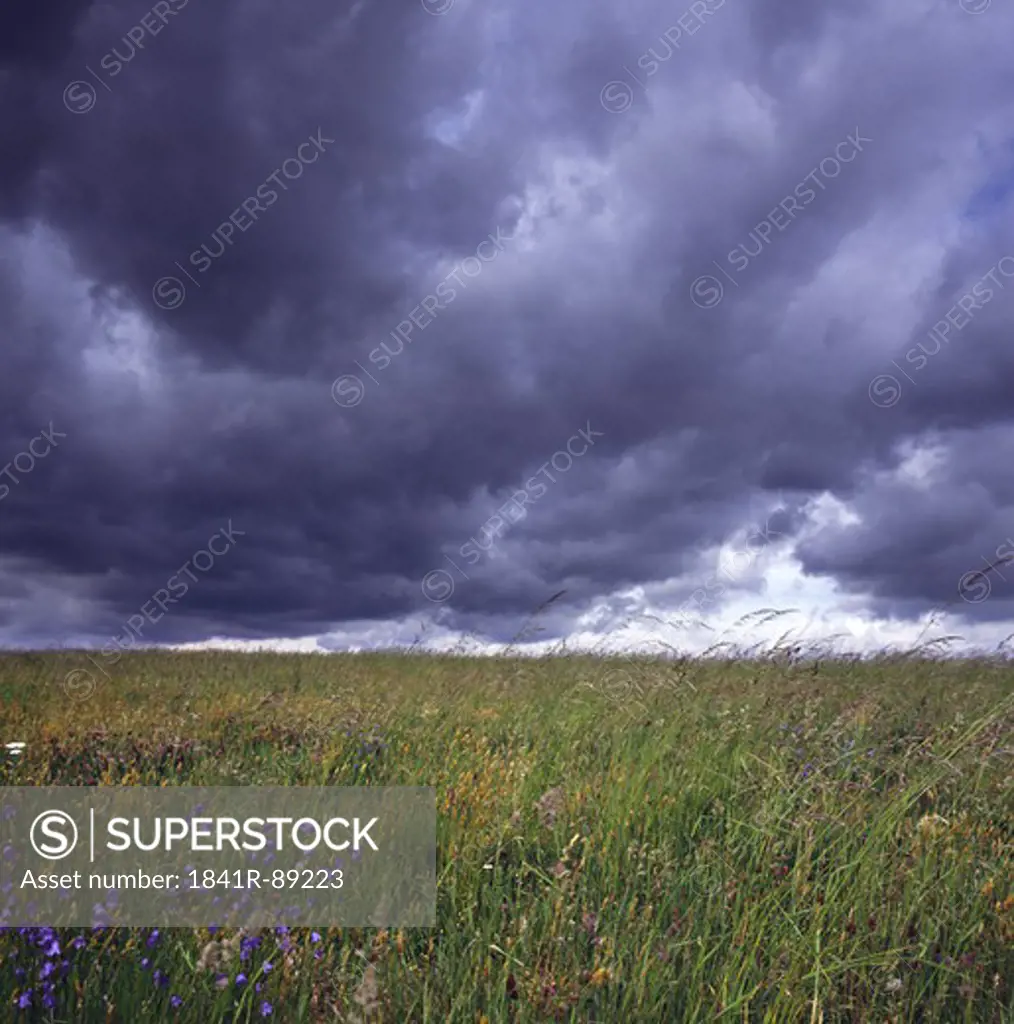 Stormclouds over flower field