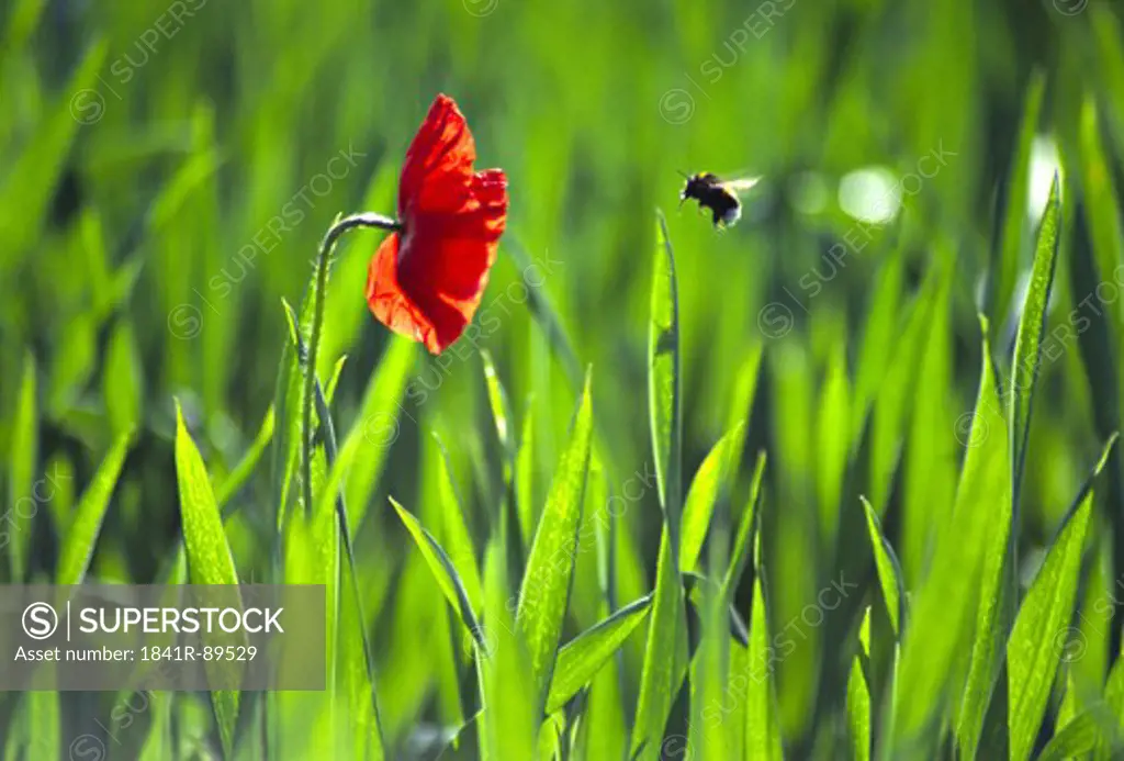 Insect hovering over flower