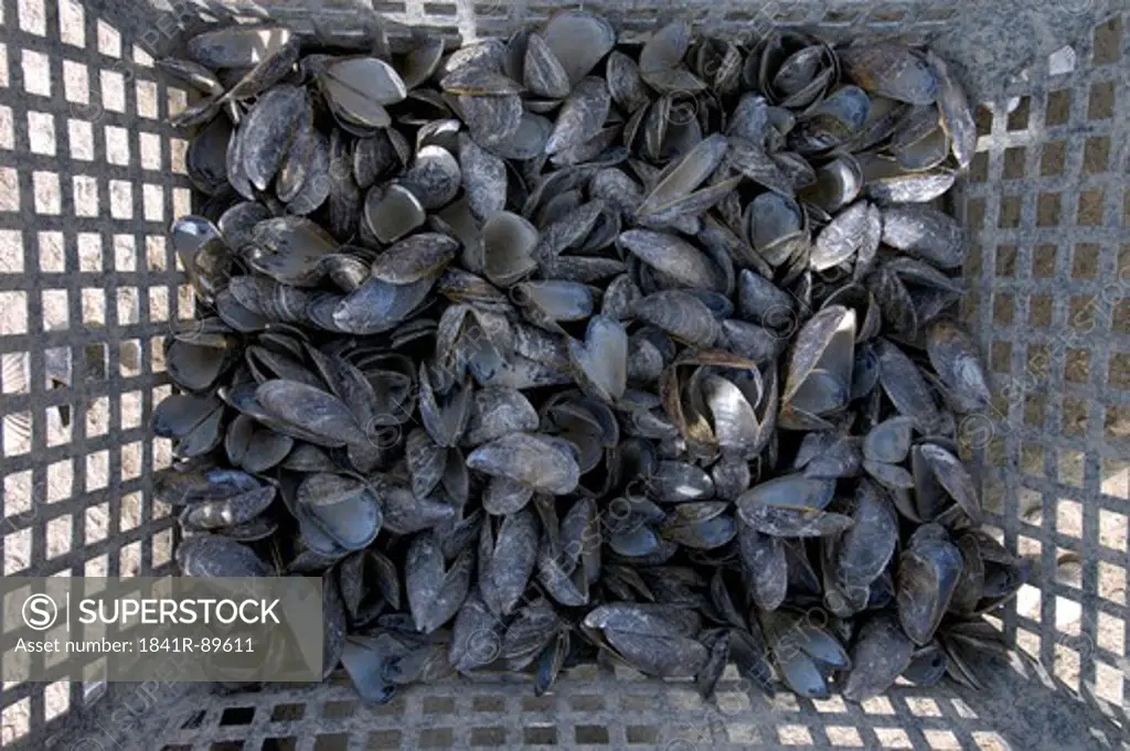 Heap of shells in container