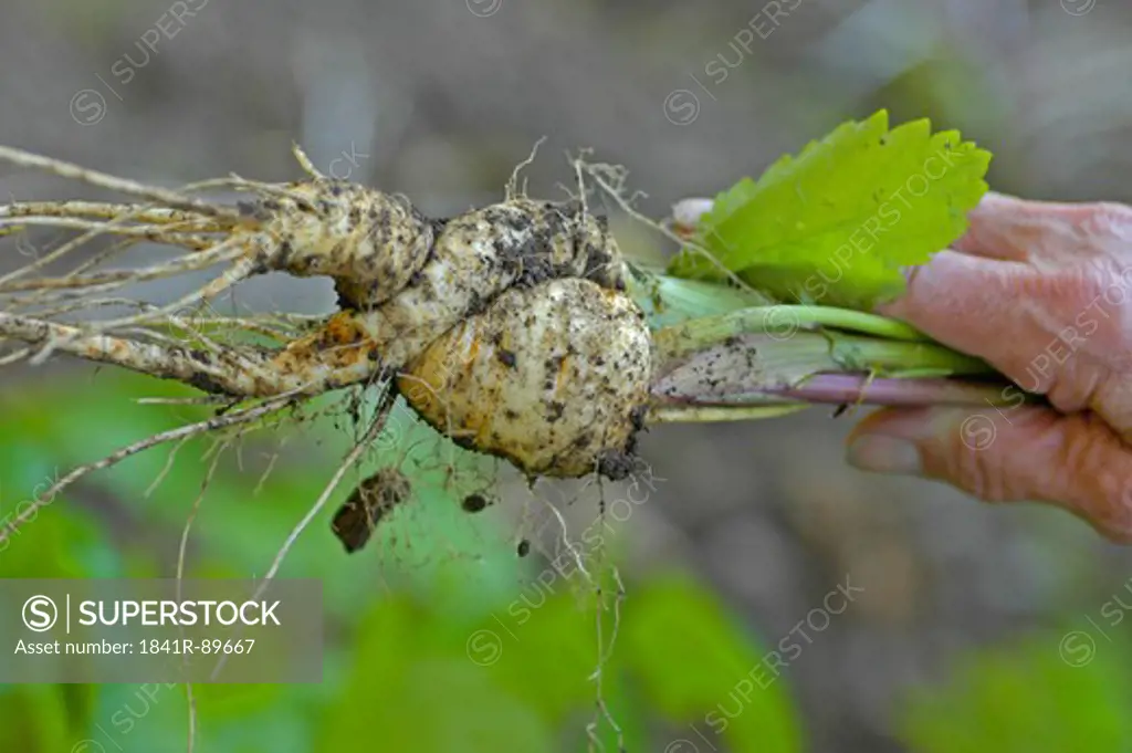Close-up of person's hand holding radish