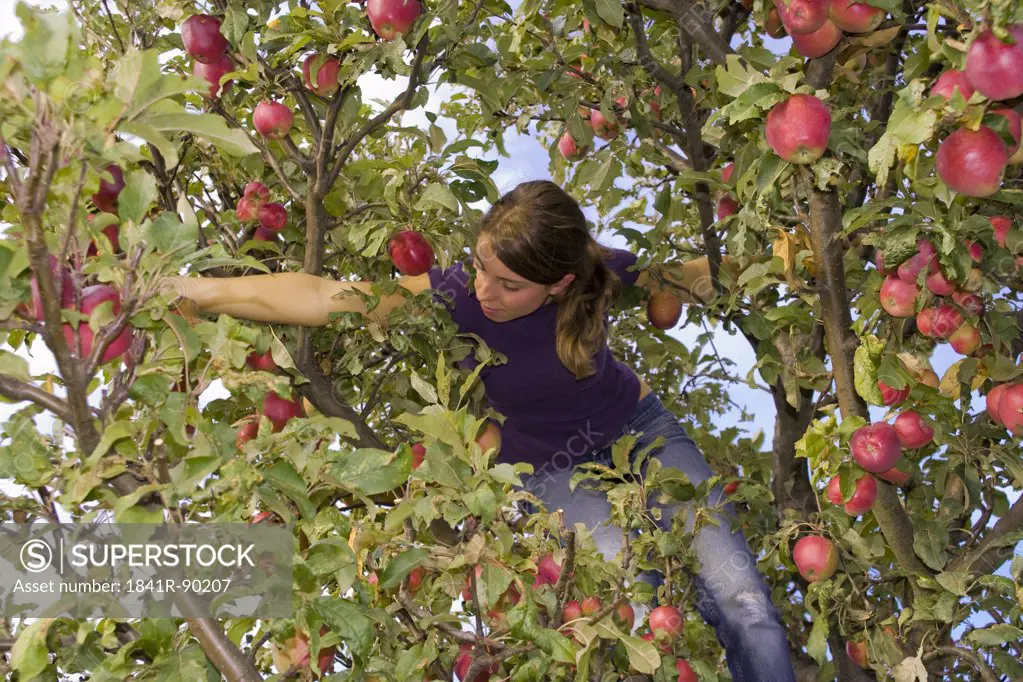 Low angle view of woman picking apple on tree
